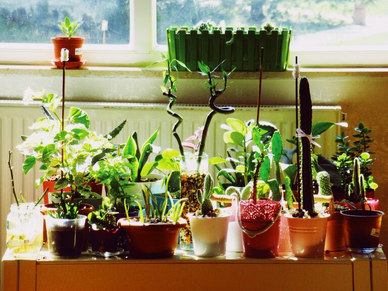 Enhancing Your Home with Houseplants: Benefits and Styling Tips